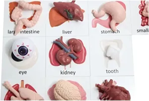 Curious Minds Busy Bags Montessori Human Organ Match - Miniature Body Parts with Cards to Match - Early Childhood Biology Learning Toy